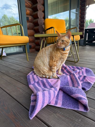 An orange tabby cat with curly fur, wearing a blue collar, sits on a wooden deck. The cat is draped with a purple and pink striped blanket. Two yellow outdoor chairs are visible in the background, one behind the cat and another in the lower left corner. The deck is made of dark, weathered wooden planks. Behind the chairs, there's a building with large windows reflecting the sky and trees, and a wall made of stacked logs. The setting appears to be outdoors, possibly on a balcony or patio. The lighting suggests it is daytime, with natural light illuminating the scene. The cat looks towards the camera with a curious expression. The overall impression is a relaxed, domestic scene.