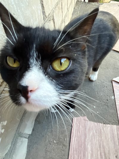 A close-up, eye-level, outdoor photograph shows a black and white domestic cat looking directly at the camera. The cat has yellow eyes, a pink nose, and long white whiskers. It is standing on a grey concrete surface with some pieces of wood-like material scattered around it. A light-colored brick wall is visible in the background on the left. The scene is likely a residential area in Voronezh, Russia, possibly a yard or alleyway, given the casual outdoor setting and the common presence of domestic animals in such environments in Russian cities. The lighting suggests it is daytime.