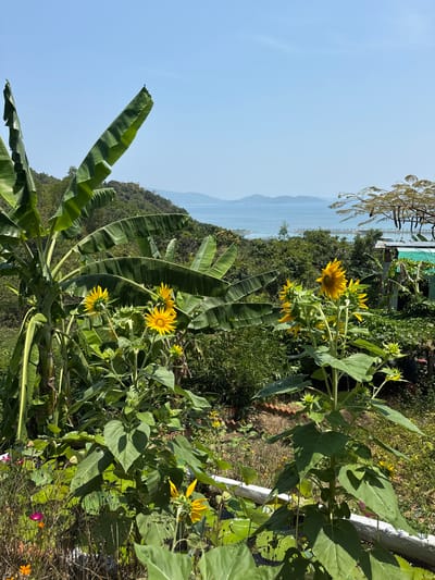The image depicts a sunny outdoor scene with a view of the ocean and distant land. In the foreground, there are plants including sunflowers and a banana tree. The sunflowers are in bloom, exhibiting yellow petals. The banana tree is characterized by its large, green leaves. The backdrop features a coastal area with mountains and the ocean. The sky is a clear, light blue. The location is identified as Unknown, Vietnam.