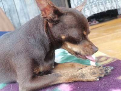 A small brown dog is lying on a purple and green patterned blanket. The dog is facing to the right and has its tongue out, licking a white object. The background is blurred, but appears to be a wooden floor with some curtains or fabric hanging in the distance. The image was taken outdoors, possibly in a yard or on a porch. The overall lighting suggests it is daytime. The dog has large ears and its eyes are closed.