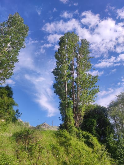 The image depicts a sunny day with a clear blue sky dotted with fluffy white clouds. Tall, leafy trees dominate the foreground, their green foliage contrasting with the vibrant sky. The trees are a mix of deciduous species, with some showing the slender, upright growth characteristic of poplars. In the background, a lush green hillside rises, topped with a rocky mountain peak. The overall impression is one of a serene natural landscape, possibly a rural or mountainous area within the Egnatia Municipal Unit of Greece. There are no people or visible man-made structures aside from a hint of a wire fence in the middle ground, suggesting a natural or agricultural setting.