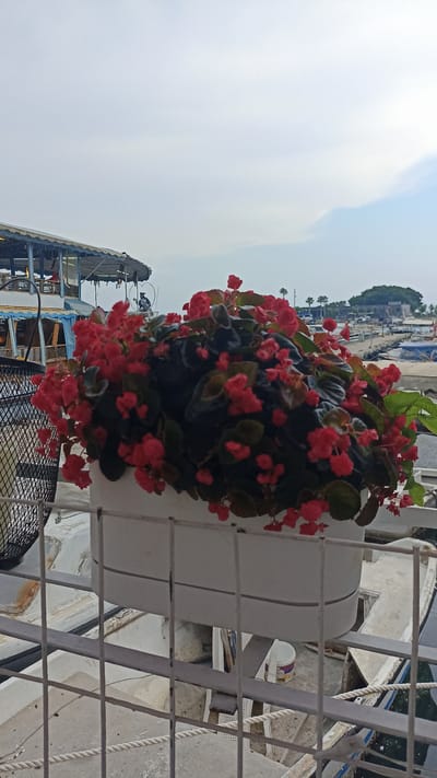 A white planter filled with vibrant red begonia flowers sits on a metal railing. In the background, a two-story structure with a blue canopy is visible, possibly a restaurant or cafe, with a few people on its decks. Beyond that, a body of water is present, with several boats docked and a distant treeline. The scene appears to be set in a coastal area, likely in Mersin, Turkey, given the architectural style of the building and the presence of docked boats. The sky is overcast, suggesting a cloudy day.