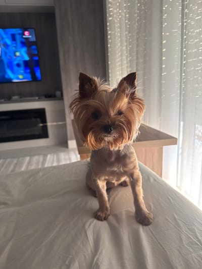 A small, tan Yorkshire Terrier dog is lying on a rumpled white bed. The dog is positioned in the center of the frame, with its head tilted slightly and its ears perked. Its fur is a light tan color, and it has dark eyes and a black nose. The dog's front paws are resting on the bed, and its back legs are tucked underneath it. The bed is made of white sheets and appears to be in a bedroom. In the background, there is a television screen displaying a bright blue image. The room is illuminated by natural light, suggesting it is daytime. The overall mood of the image is peaceful and domestic.