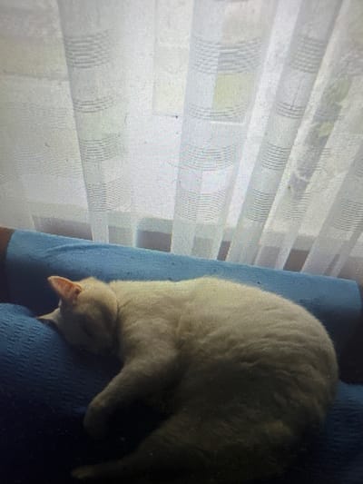 This media file shows a close-up, somewhat blurry view of a pale-colored cat sleeping. The cat is lying on a dark blue textured surface, possibly fabric like a blanket or cushion. Its head is tucked down, and only its nose and part of its face are clearly visible. The cat's fur appears soft and light-colored.
In the background, there is a textured surface that appears to be a window with blinds. The blinds are horizontal and create a grid-like pattern, with some areas of light filtering through. The lighting suggests it might be daytime, possibly morning or late afternoon, given the diffused light. The overall mood is peaceful and quiet, as the cat is sound asleep. There are no visible people or text in the image. The context provided indicates the location is Murcia, Spain, but there are no specific visual cues in the image to confirm this.