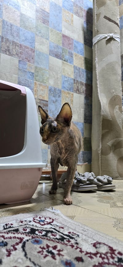 In Baku, Azerbaijan, a hairless cat with a brindled coat is captured in a moment of curiosity, positioned next to a light pink and white litter box. The cat's large ears are perked, and its gaze is directed forward with bright, green eyes. Its body is stretched out, with its front paws resting on a patterned wall, suggesting it is either climbing or reaching for something.

The setting is indoors, with a tiled floor featuring a diamond pattern in shades of blue, cream, and a muted pinkish-purple. To the left, a rolled-up carpet with a white tie is visible, hinting at a tidy living space. On the right side of the image, a portion of a rug with a traditional red, blue, and cream floral pattern is visible, its edge slightly frayed. The wall behind the cat is adorned with a light-colored wallpaper featuring an intricate, dark line-art pattern, possibly floral or paisley. A small, grey decorative statue, appearing to be a seated figure, is mounted on the wall above the cat's back.

The lighting appears to be indoor artificial light, casting soft shadows and highlighting the textures of the cat's skin and the surrounding objects. There is no visible text in the image. The overall impression is one of a domestic scene, with the cat as the central focus of activity.