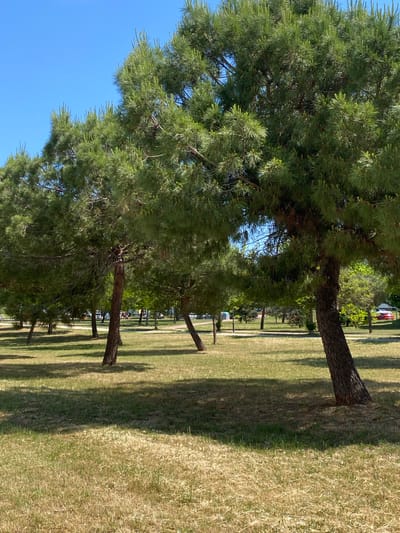 A row of mature pine trees lines a grassy field, casting shadows in the sunlight. The trees are predominantly green, with glimpses of blue sky visible through their branches. The grass varies in color, with some areas lush green and others dry and brown. In the background, beyond the trees, there are hints of urban elements, including vehicles and structures, suggesting the location is within a park or green space within a city, possibly Ripollet, Spain. There are no people visible. The trees are the primary subjects in the image.