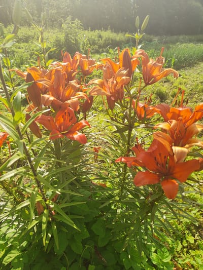In a sun-drenched garden in Olenino, Russia, a cluster of vibrant orange lilies blooms amidst lush green foliage. The flowers, with their distinctive petals and prominent stamens, are the focal point of the image. Their petals exhibit a rich orange hue, some appearing almost fiery, with subtle dark speckles adding depth to their centers. The leaves of the lilies are long and slender, a deep green that contrasts with the bright blossoms. Surrounding the lilies, other plants with broader, darker green leaves form a dense undergrowth. In the background, the scene transitions to a soft focus of trees and more greenery, bathed in a gentle haze of sunlight that creates a bright, diffused effect, suggesting a warm, possibly late afternoon, atmosphere. There are no people or animals visible in the image. The composition is natural and slightly informal, capturing the essence of a blooming garden.