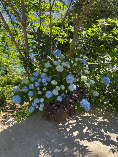 The image depicts a cluster of blue hydrangeas in a pot, situated beside a concrete surface. The pot also contains plants with dark purple foliage and small pink flowers. Behind the hydrangeas, a tree with green leaves and exposed branches is visible. In the background, a glimpse of the coast can be seen, which allows us to place the location in Prčanj, Montenegro. The shadows of leaves fall across the concrete, suggesting a sunny day.