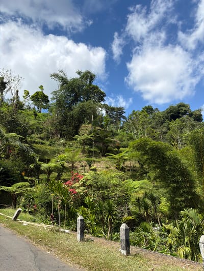 The image depicts a lush, green hillside covered in dense vegetation, characteristic of the tropical environment of Baturiti, Indonesia. The foreground features a paved road on the left side, bordered by a grassy shoulder adorned with two stone marker posts. The hillside itself is a vibrant tapestry of various plants, including large ferns, bamboo, and other tropical trees and shrubs. Some vibrant red and yellow flowers add splashes of color amidst the predominantly green foliage. The sky above is a brilliant blue, dotted with fluffy white clouds. The overall scene conveys a sense of natural beauty and a tranquil, rural atmosphere.