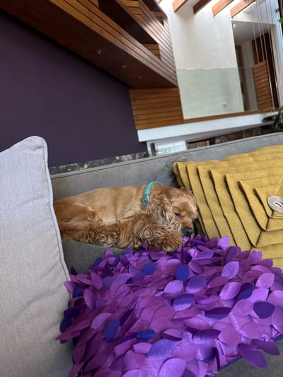 An indoor scene in Irapuato, Mexico, captures a light brown cocker spaniel dog sleeping peacefully on a grey sofa. The dog, wearing a light blue collar, is nestled between two prominent decorative pillows. To its immediate right, a vibrant purple pillow features numerous small, layered fabric petals or leaves, creating a rich, textured surface. Above the dog, a golden-yellow pleated cushion with a large circular button provides a contrasting element. A plain light grey throw pillow is visible in the bottom foreground.

The background reveals a modern architectural interior. On the left, a striking wooden staircase with dark steps and wood paneling ascends, suggesting a multi-level dwelling. Beyond the staircase, white walls and transparent glass railings or partitions contribute to an open and contemporary design. Wooden beams are also visible in the ceiling area. The space is well-lit by natural light, indicating it is daytime. The overall impression is one of tranquility and comfort, centered around the resting dog. No text is visible in the image.