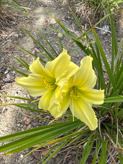 A close-up shot features two bright yellow daylilies in full bloom, with their petals unfurled. The flowers are the primary subjects, set against a background of dry, sandy soil scattered with fallen leaves and dried grass. Long, slender green leaves of the daylily plant frame the flowers. In the upper left portion of the image, a clear plastic straw is visible, resting on the ground amidst the foliage and soil, indicating human presence or litter. The lighting suggests it is daytime, with shadows cast on the ground. The scene appears to be outdoors, likely in a garden or natural setting. No text is visible in the image.