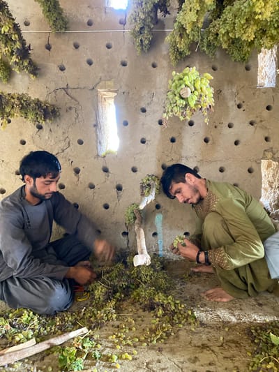 Two men are processing grapes inside a mud-brick structure, likely a traditional grape drying house or cellar, in Senjaray, Afghanistan. The walls are made of rough-hewn mud bricks with numerous circular perforations, presumably for ventilation. Bunches of green and purplish grapes hang from the ceiling and from branches attached to the wall.
The man on the left, wearing a dark grey tunic and trousers, is seated and appears to be sorting or trimming grapes. He is using scissors and has a pile of grapes in front of him. The man on the right, dressed in a green tunic and trousers with an embroidered trim, is also seated and appears to be inspecting and handling a bunch of grapes. Both men are barefoot. The floor is covered with a scattering of grapes and debris. A narrow window opening is visible in the upper central part of the wall, allowing a sliver of sunlight to enter. The overall environment suggests a rural agricultural setting focused on grape preservation.