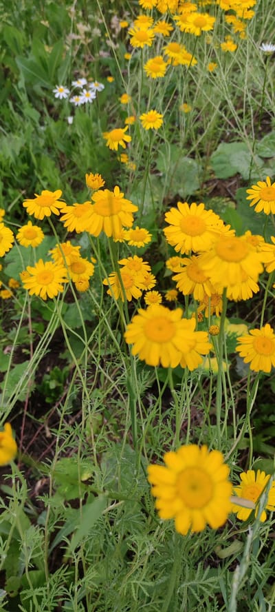 This vertical, eye-level shot captures a field of blooming yellow daisies in Rosinka, Russia. The flowers are the primary subject, with a dense concentration of them filling the frame, particularly in the foreground and midground. Their bright yellow petals and orange-yellow centers create a vibrant contrast against the muted green foliage and darker soil visible in the background. The daisies are at various stages of bloom, some fully open and others appearing as buds.
Scattered among the yellow daisies are a few small white daisies, adding a touch of delicate variation to the scene. The plants are supported by thin, green stems that stand tall amongst the greenery. The overall impression is one of a natural, wild meadow during daylight. The lighting suggests a bright, possibly sunny day, though the overcast nature of the foliage hints at the possibility of diffused light. There is no discernible text in the image. The scene evokes a sense of natural beauty and tranquility, a snapshot of a summer meadow in bloom.