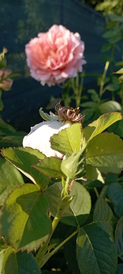 In Radisne, Ukraine, a close-up shot focuses on the flora of a garden. The foreground is dominated by vibrant green rose leaves, some with reddish-brown edges, catching the sunlight and casting shadows. A rose bud, tightly closed and light green, is positioned in the lower right of the frame, with smaller buds visible around it. To the left, a spent rose flower is in focus, its withered brown and red stamen exposed. In the background, a soft-focus pink rose blossom and a dark green mesh fence are visible. The lighting suggests it is either early morning or late afternoon.