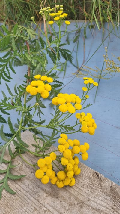 A vertical, medium shot captures a cluster of yellow tansy flowers, also known as common tansy or golden buttons, resting on a weathered wooden plank. The flowers, with their small, button-like yellow florets, are arranged in several rounded clusters on thin green stems. The stems are adorned with feathery green leaves. Behind the flowers, a blurred background consists of tall green grass and a light blue textured surface, possibly a tarp or fabric. The scene appears to be outdoors, with natural light illuminating the subject. There are no people or animals visible in the image. The wooden plank is positioned diagonally across the lower portion of the frame, with its textured grain clearly visible. The overall impression is one of natural beauty, with the vibrant yellow of the flowers contrasting against the muted tones of the wood and the blue background. The location is Koryazhma, Russia.
