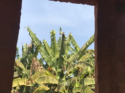 Through a roughly constructed window frame, a dense cluster of banana trees fills the view. Large, vibrant green leaves dominate, some displaying slight brown edges. Above the trees, a pale blue sky is visible. The window frame, composed of coarse, unfinished material, adds a raw, rustic element to the otherwise natural scene.