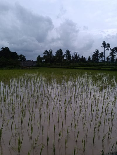 This outdoor landscape photograph captures a tranquil yet somber scene of a rice paddy field in Kecamatan Arjasa, Indonesia, under a heavily overcast sky.
The foreground is dominated by a flooded rice paddy, where numerous young, vibrant green rice shoots are meticulously planted in discernible rows. The shallow water, appearing murky or muddy, reflects the delicate plant stems and the subdued light from above.
In the midground, a dense line of diverse tropical vegetation stretches across the horizon. Dark green palm trees with their fronds noticeably bent, suggesting windy conditions, are prominent alongside other types of trees, forming a dark silhouette against the lighter sky. Towards the left of the midground, a low-lying, simple structure, possibly made of concrete or brick, is partially visible behind some dense foliage.
The upper portion of the image is filled with a dramatic, heavily overcast sky, dominated by thick, textured grey clouds. The diffused and muted lighting indicates an overcast day, potentially signaling an approaching rainstorm, ongoing rain, or the recent passing of one. The overall atmosphere conveyed by the heavy clouds and bent trees is one of quietude and perhaps a hint of nature's raw power.
There are no visible people, specific activities, or discernible text in the image. The scene primarily showcases the natural agricultural landscape of a tropical region.