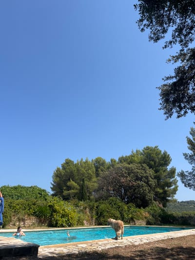 In La Cadière-d'Azur, France, a golden retriever stands at the edge of a bright blue swimming pool on a sunny day. The pool is surrounded by a stone patio and lush green vegetation. A woman is visible in the water, her upper body submerged and one leg extended upwards. The scene is framed by the clear blue sky and the branches of mature trees.