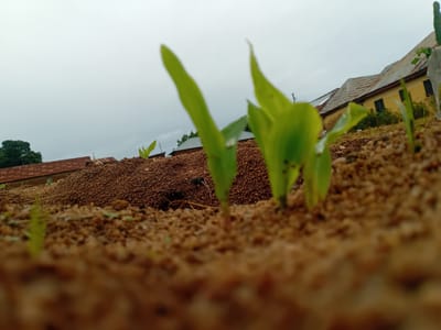 The image, captured in Barakin Angundi, Nigeria, presents a low-angle perspective of young green sprouts emerging from sandy soil. The foreground is dominated by the textured brown earth, with several small, vibrant green plants visible, their leaves reaching towards the overcast sky. In the mid-ground, a mound of similar soil is visible, with more sprouts. Beyond this, a row of low-lying buildings with corrugated metal roofs and yellow-painted walls stretches across the background. The sky is a uniform, muted grey, suggesting a cloudy or possibly rainy day. The scene is devoid of people or any discernible activity, focusing solely on the natural growth against a backdrop of human construction.