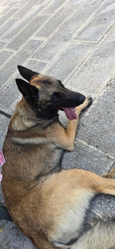 A Belgian Malinois dog with a tan and black coat is lying on a gray stone paved surface. The dog is facing to its right, with its tongue hanging out and its mouth open. The dog's ears are perked up. Part of a red and white checkered fabric is visible on the left side of the image, near the dog's body. The environment appears to be an outdoor setting with the stone pavement indicating a pathway or public space. There is no indication of the specific location of Rijeka Crnojevića, Montenegro within this image.