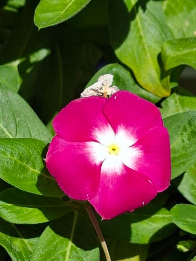 This is a close-up, high-angle, eye-level shot of a bright pink Vinca flower with a white center, set against a dark green background of leaves. The flower is in focus and occupies the majority of the frame. There is a hint of dried-up plant material at the top center of the flower, possibly remnants of a previous bloom or bud. The lighting suggests it is daytime, with sunlight creating highlights and shadows on the leaves. The image does not contain any information that would indicate its location in Torrevieja, Spain.