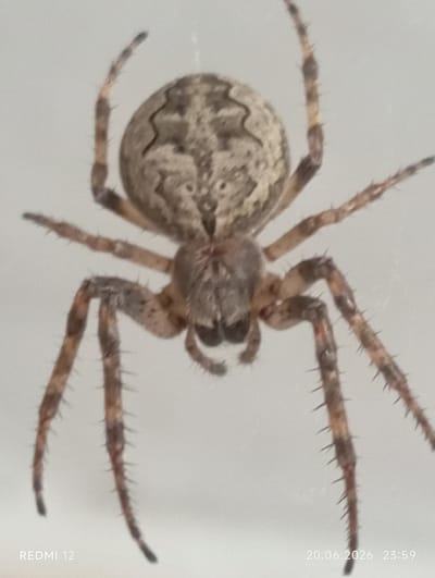 The image shows a close-up view of a spider. The spider is positioned in the center of the frame, facing downwards. It has a textured, mottled brown and grey abdomen with a distinctive zigzag pattern on its upper surface. Its cephalothorax is also textured and appears hairy. Eight segmented legs, covered in small spines, are spread out from the cephalothorax. The legs are banded with alternating lighter and darker brown segments. The spider is against a plain, light-colored, out-of-focus background, possibly a wall or window. The bottom right corner of the image contains a timestamp indicating "20.06.2026 23:59" and the bottom left corner displays "REDMI 12." There is no indication of the city of Smila, Ukraine, or any urban environment within the image itself.