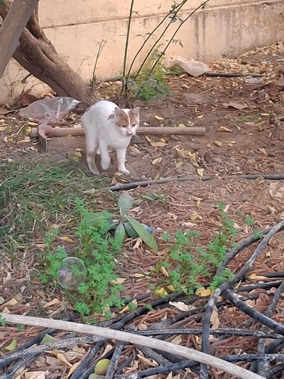 A domestic cat is depicted standing on unpaved ground in Kafr Sousa Municipality, Syria. The cat is predominantly white with tan-orange markings on its ears, forehead, and paws. It faces towards the right side of the frame, with its head slightly turned left and its mouth slightly open. The ground is covered with dry, reddish-brown fibrous plant debris, scattered yellowed leaves, and patches of sparse green vegetation, including clover-like plants. In the background, a light-colored concrete or stucco wall is visible. A tree trunk is present on the left side, along with thin plant shoots. Nearby, a crumpled clear plastic bag and a white plastic object lie on the ground. A horizontal wooden stick is positioned behind the cat. The foreground contains more of the same plant debris, several dark, flexible tubular objects (possibly hoses or cables), a clear spherical object, and a lighter-colored wooden branch. A small, spherical, yellowish-green object is also visible on the ground in the lower right.