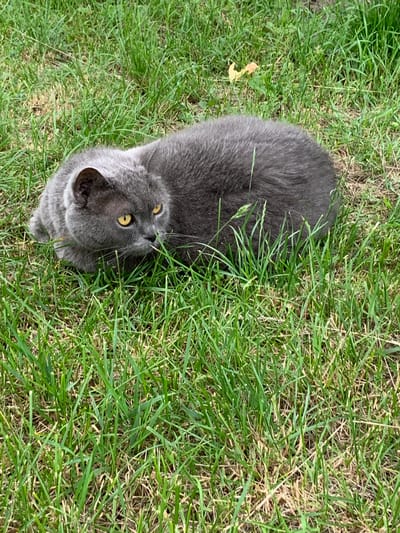 A short-haired, gray cat with yellow eyes is lying in green grass in an outdoor environment. The cat is curled up, with its head turned to the right, and its whiskers are visible. The grass is mostly green with some dry, brown blades mixed in. There is a small, yellow leaf on the ground behind the cat. The lighting suggests it is daytime. The image was taken in the vicinity of Орлеўскі сельскі Савет, Belarus.