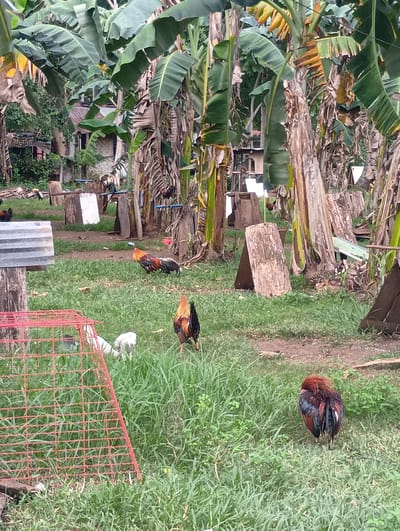 This image depicts an outdoor scene in Samal, Philippines, characterized by lush vegetation, primarily banana trees, and several roosters. The setting appears to be a rural or semi-rural area, possibly a farm or a private property. In the foreground, a red wire cage is visible, with some white chickens inside. Several roosters are scattered across the grassy ground, with one prominently featured in the lower right corner facing away from the camera, displaying its colorful tail feathers. Another rooster stands in the middle ground, facing left. In the background, rudimentary structures, possibly coops or shelters, are present, constructed from wood and what appears to be corrugated metal. The overall impression is that of a rooster farm or a place where chickens are raised. The environment is verdant and natural, with the banana trees forming a dense canopy.