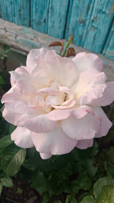 A close-up shot focuses on a delicate pink rose blooming in a garden. The rose, with its soft, layered petals, is the central subject, its subtle color variation ranging from pale cream at the center to a blush of pink at the edges. Some petals appear slightly curled, revealing the intricate structure of the flower.
To the left of the rose, a weathered wooden surface painted in a vibrant, faded turquoise can be seen. The wood shows signs of age, with peeling paint and visible grain, suggesting an outdoor setting and potentially a fence or a rustic garden structure. The juxtaposition of the soft, natural beauty of the rose against the worn, man-made texture of the wood creates a visually interesting contrast.
The background on the right is filled with lush green foliage, hinting at a garden setting. The leaves are a deep green, some in focus and others blurred, indicating a shallow depth of field that keeps the viewer's attention on the rose. The overall lighting suggests it is daytime, with soft light illuminating the flower.
The image evokes a sense of tranquility and the natural beauty of a garden in bloom. The location context provided is Дзямідавіцкі сельскі Савет, Belarus, which places the scene in a rural area of Belarus. There is no visible text in the image.