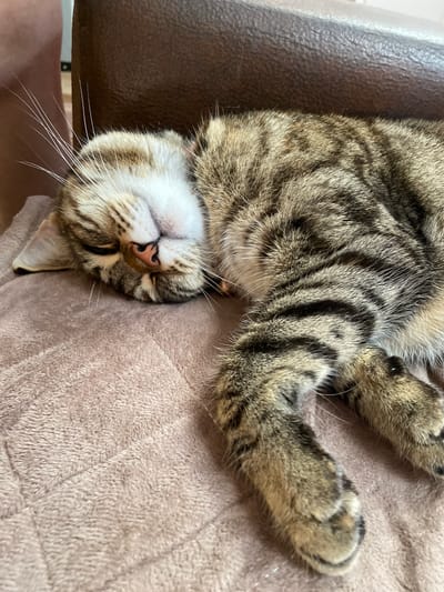The image shows a tabby cat sleeping soundly on a soft, light brown blanket. The cat is lying on its side, with its head resting on its paws. Its eyes are closed, and its mouth is slightly open, revealing a pink tongue. The cat's fur is striped with shades of brown, black, and white. The background is blurred, but it appears to be a domestic setting with a brown chair. The scene evokes a sense of peace and comfort. There is no information in the image to suggest it is located in Maykop, Russia.