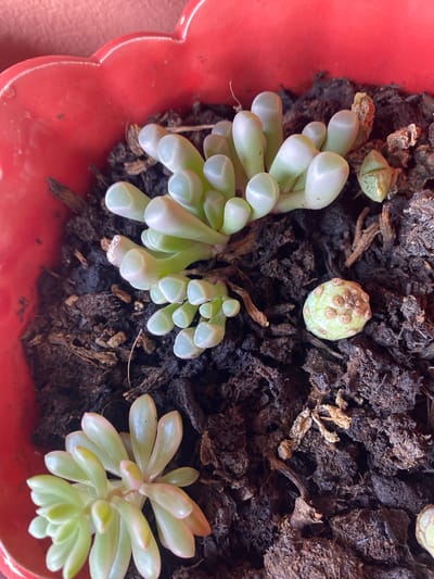 This close-up, top-down shot showcases several succulent plants growing in dark soil within a red, scalloped-edge pot. The primary subject is a cluster of pale green, finger-like succulent leaves that are elongated and plump, emerging from a central stem. To the right of this cluster, a smaller, more compact succulent with broader, flattened leaves is visible. Both plants appear healthy, with smooth, somewhat translucent leaves. Scattered amongst the plants are pieces of dried organic matter, likely bark or soil amendments. Two small, pale green objects, possibly unsprouted seeds or detached plant parts, are also present in the soil. One of these, located towards the top center, has a slightly bumpy texture with small circular marks. The red pot has a glossy finish and its textured edge creates a decorative border for the scene. The lighting suggests it is daytime, with natural light illuminating the plants. There is no visible text in the image. The overall scene conveys a sense of simple, natural growth.