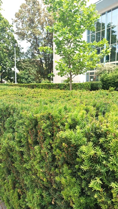 The media file depicts an outdoor scene on a sunny day, likely in Nuremberg, Germany. In the foreground, a meticulously maintained, dense green hedge dominates the frame, its foliage appearing lush and well-pruned. Behind the hedge, a light-colored building with large, reflective windows is visible. The windows reflect the surrounding greenery and the sky. A slender tree with vibrant green leaves stands in front of the building, its branches reaching upwards.
Further in the background, several mature trees with fuller foliage can be seen, suggesting a park-like or landscaped setting. A streetlamp on a white pole is also present on the left side of the image, indicating an urban or semi-urban environment. The sky is bright and appears clear, consistent with good weather. There are no people visible in the image. The overall impression is one of a well-kept, serene outdoor space, likely a public area or the grounds of an institution. Some text is visible on the building behind the tree, appearing to be "SIGENAGODS" or similar, possibly part of a sign or building name. The lighting suggests it is daytime, likely mid-morning or afternoon.