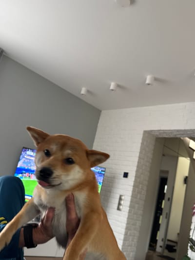 An overhead shot captures a Shiba Inu puppy being held by a person. The puppy's tongue is visible, and its eyes are focused on the camera. In the background, a television displays a soccer game, and a white brick wall lines one side of the room. The room appears to be a living area with recessed lighting on the ceiling. The person holding the dog is wearing a blue tracksuit. The overall scene suggests a casual indoor setting, possibly a home in Carnikava, Latvia, given the provided context of the city.