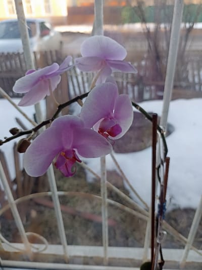 The image displays an indoor Phalaenopsis orchid plant in bloom, viewed through a window overlooking a snow-covered outdoor scene in Serpukhov, Russia. In the immediate foreground, a cluster of at least four light purple orchid flowers, each with a distinct magenta-pink and yellow labellum, are visible on dark stems. An unbloomed bud is present on the left stem. A dark brown support stake, secured with blue ties, is positioned to the right of the orchid. Partially obscuring the foreground are blurred white, possibly ornate, vertical and horizontal bars, consistent with a decorative window guard or interior railing.
Beyond the window, the ground is uniformly covered in snow. A light-colored wooden fence extends horizontally across the midground. Bare deciduous trees or shrubs, devoid of foliage, are visible in the background behind the fence. In the upper left background, a light-colored building with illuminated windows is discernible, adjacent to the rear section of a light-colored passenger vehicle. The outdoor lighting is soft and diffused, suggesting overcast conditions or a low sun angle.