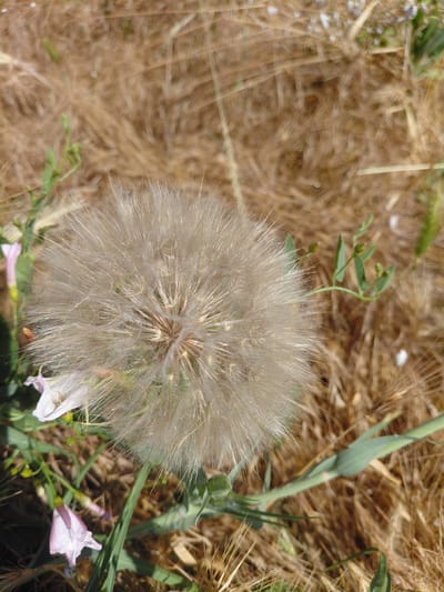 A close-up shot focuses on a large, fluffy seed head of a dandelion-like plant. The seed head is predominantly white and tan, with a complex structure of feathery filaments radiating from a central point. Surrounding the seed head, the background consists of dry, brown vegetation, suggesting a natural outdoor setting, possibly a field or meadow. Hints of green foliage and stems are visible, intertwined with the dry grasses. Two small, pale pink flowers with trumpet-like shapes are also present in the lower right and lower left portions of the frame, adding a touch of color. The lighting appears bright, casting some shadows and highlighting the textures of the seed head and surrounding plants. The overall impression is one of nature in a dry, possibly late summer or early autumn environment. There is no visible text in the image. The location context provided is Marynivka, Ukraine.