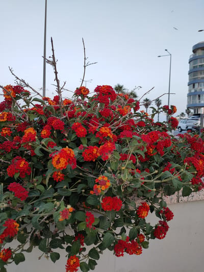 The image shows a dense bush of red and orange flowers in the foreground, with green leaves and brown branches. In the background, a tall lamppost stands on the left, and a modern blue and glass building is visible on the right. A white car is parked near the building. Palm trees and other vegetation are also present in the background, suggesting a coastal or Mediterranean environment. The sky is overcast and light gray. This scene is located in Canet-en-Roussillon, France, likely in a public area such as a street or park, given the presence of streetlights and a building. There are no people or animals visible in the image, and no actions are taking place. The overall impression is one of a vibrant natural element set against an urban backdrop.