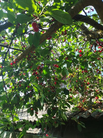 The image shows a close-up view of a cherry tree branch laden with ripe red cherries and green leaves. The sun is shining through the canopy, creating dappled light. In the background, a weathered wooden structure, possibly a shed or outbuilding, is visible. The cherries are clustered in small groups, with some individual fruits also visible. The branches of the tree are thick and gnarled, indicating maturity. The overall impression is one of a lush, natural setting with abundant fruit. The image was taken in the city of Uryupinsk, Russia.