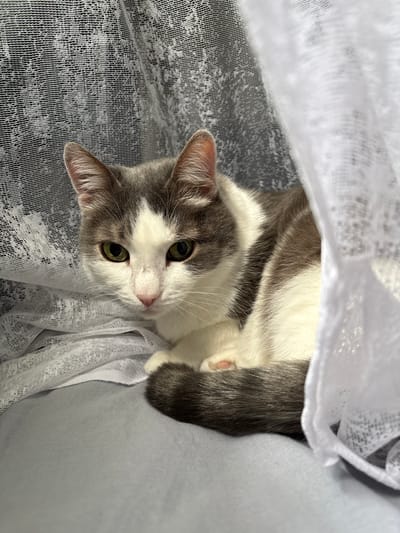 A grey and white cat with green eyes is nestled amongst sheer white curtains. The cat is curled up on a soft grey surface, with its tail wrapped around its body. The curtains are draped around the cat, creating a sense of privacy and comfort. The background features a darker, textured fabric. The lighting is soft, casting subtle shadows and highlighting the cat's fur. The scene appears to be indoors, possibly in a bedroom or living room in Ust-Ilimsk, Russia.