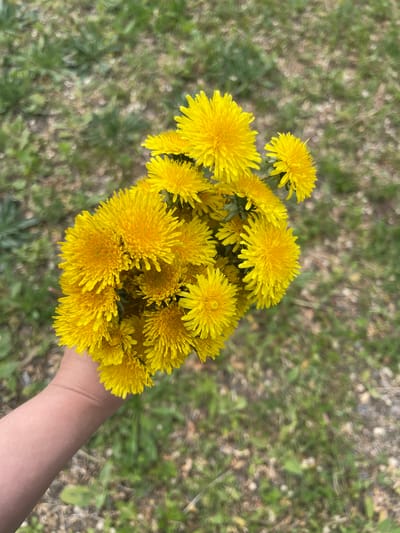 A person's hand is holding a cluster of yellow dandelions against a blurred background of grass. The location is in the city of Verkh-Katunskoye, Russia.