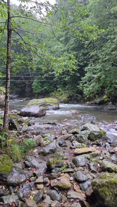 A natural scene depicts a river flowing through a rocky, forested area. The foreground is filled with wet, moss-covered stones and rocks of various sizes, some with fallen leaves scattered amongst them. A narrow tree trunk stands to the left of the frame. The river itself is shallow and clear, with visible rocks beneath the surface and turbulent water where it flows around larger stones in the middle ground. On the far bank, dense green foliage and trees form a thick wall of vegetation, with a hint of a misty or overcast sky visible through the upper branches. A thin wire is strung between trees in the background, possibly indicating a utility line. The overall impression is one of a secluded, natural environment, likely in a mountainous or hilly region. This scene is located in the city of Chakvistavi, Georgia.