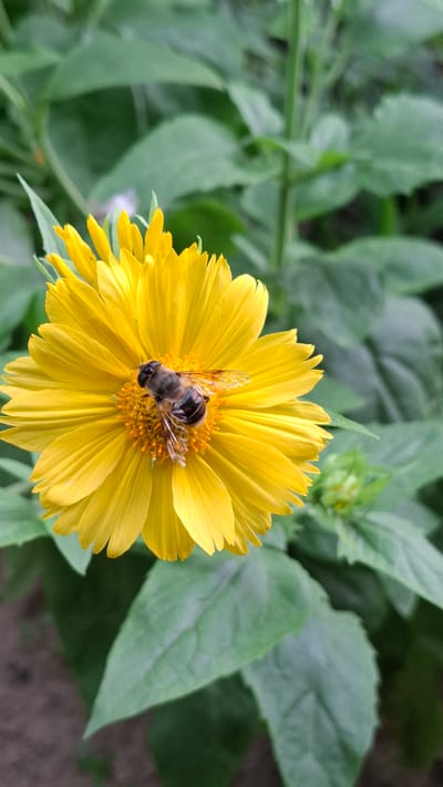 A close-up, eye-level, vertical shot showcases a bee actively foraging on a vibrant yellow flower. The bee, with its striped abdomen and translucent wings, is positioned centrally on the flower's disk, its legs touching the orange center. The yellow petals are layered and extend outwards, some slightly curled. The background is a soft blur of green leaves, suggesting a natural outdoor setting, possibly a garden or park. The image is sharpest on the bee and the flower, with the surrounding foliage out of focus. The lighting appears natural and diffused, casting no harsh shadows. This scene likely depicts an everyday occurrence in the city of Шұбарсу, Kazakhstan, where such interactions between pollinators and flora are common in green spaces.