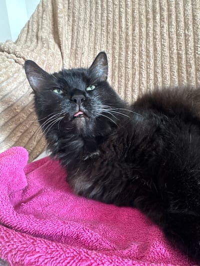 A black, medium-haired cat lies on its back, with its head oriented towards the bottom left of the frame. Its tongue is slightly protruding. The cat is positioned on a textured beige surface to the left and a pink, towel-like material on the right. The environment appears to be indoors. There is no indication of Polje, Montenegro.