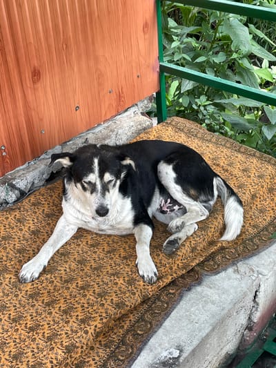 A medium-sized dog, predominantly black and white with some brown markings, is lying down on an orange patterned mat. The dog appears to be resting with its eyes closed. The mat is placed on a rough, greyish concrete surface. In the background, there is a wooden wall with vertical planks and a green metal railing, behind which lush green foliage is visible. The scene is set outdoors, likely in a public area, as suggested by the presence of the railing and the general environment.