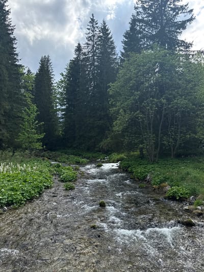The image presents a serene natural landscape, characteristic of a mountain region like Zakopane, Poland. A lively river or stream flows diagonally across the frame, its water appearing clear and fast-moving, with numerous white rapids and foamy sections indicating a strong current over a rocky bed. The riverbed is composed of various grey and dark-colored stones, some covered in green moss.
Along the immediate banks of the river, especially on the left side, there is an abundance of lush green vegetation, including large-leafed plants, smaller bushes, and grasses. Beyond this riparian growth, a dense forest fills the background. The forest is primarily composed of tall, dark green coniferous trees, likely spruce or fir, creating a deep, shadowed expanse. Some lighter green deciduous trees are also visible among the conifers, particularly closer to the river.
The sky, visible in the upper left portion of the image, is overcast with layers of grey and white clouds, suggesting a cloudy or partly cloudy daytime. No direct sunlight is apparent, contributing to the soft, diffused lighting of the scene. There are no human figures, animals, or artificial structures present, emphasizing the untouched wilderness of the location. The overall atmosphere conveys a sense of natural beauty, coolness, and tranquility. No text is visible in the image.