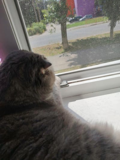 A fluffy, grey cat is positioned on a white windowsill, looking out through a window screen at a suburban street. The cat's back is to the camera, and its head is turned towards the window. The scene outside shows a paved road bordered by green grass and trees. In the background, a building with red and purple sections is visible, along with a parked car. The sun is shining, casting a shadow on the windowsill, suggesting it is daytime. The overall mood is peaceful and observational, with the cat intently watching the world outside. There is no visible text in the image.