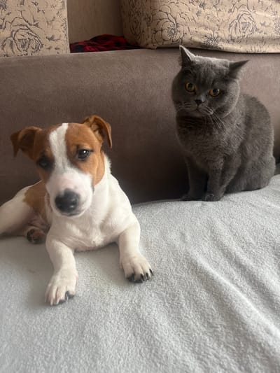 A short-haired, brown and white Jack Russell Terrier puppy and a grey British Shorthair cat are sitting on a light blue textured blanket on a brown couch. The puppy is in the foreground, looking directly at the camera with its ears perked. The cat is in the background, also looking at the camera with its mouth slightly open. The couch has a patterned cushion in the upper left corner. The scene appears to be indoors, likely in a residential setting, with no specific geographical markers indicating Kauchuk Stantsiya, Russia.