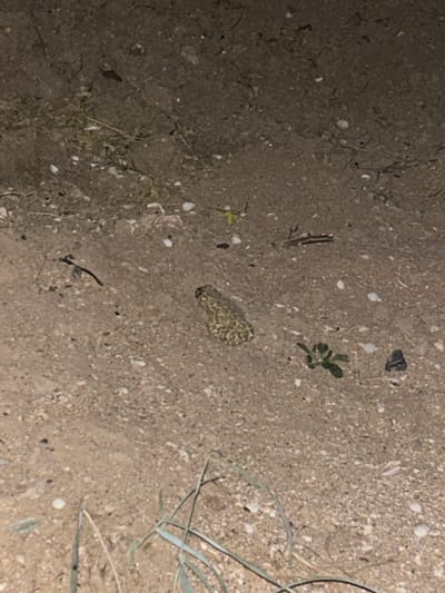 An adult toad is resting on a sandy, dry ground with scattered small shells and debris. The toad has a mottled, camouflage pattern of green and brown. The environment appears to be an outdoor, possibly coastal, setting.