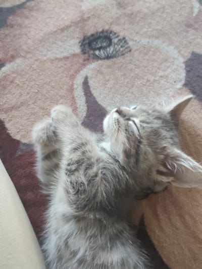 The image shows a kitten sleeping on a patterned blanket. The kitten is gray with tabby markings and its eyes are closed. The blanket has a floral pattern in shades of pink and brown. The scene appears to be indoors. There is no indication of the location being in Temernitskiy, Russia.