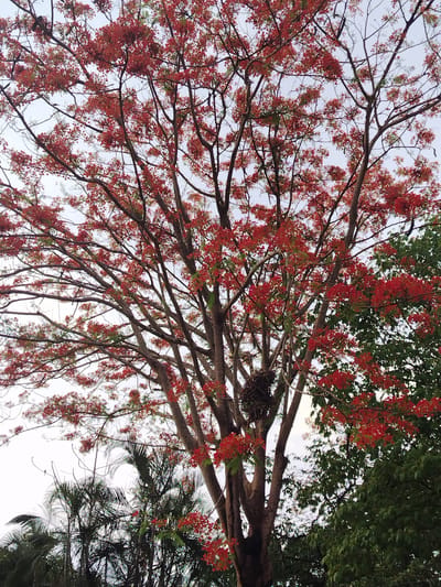 The image depicts a large tree with bare branches covered in vibrant red flowers. The tree is centrally located in the frame, towering over surrounding vegetation. To the right of the tree are green leafy trees, providing a contrast to the red blooms. At the bottom of the frame, there are dark green palm trees. The sky is visible through the branches, appearing light gray. A bird's nest is visible in the tree. It is unknown if the picture was taken in Los Leoncitos, Venezuela.